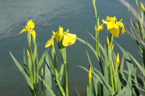 Yellow Water Iris